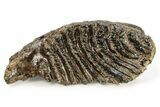 Fossil Woolly Mammoth Molar - Siberia #259878-1